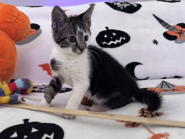 Enlarge Rowena Ravenclaw, a Adoptable Domestic Short Hair in Holland, MI image 2/3