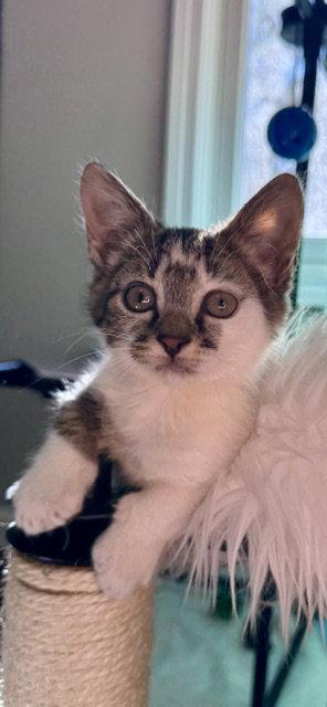 Enlarge Rowena Ravenclaw, a Adoptable Domestic Short Hair in Holland, MI image 3/3