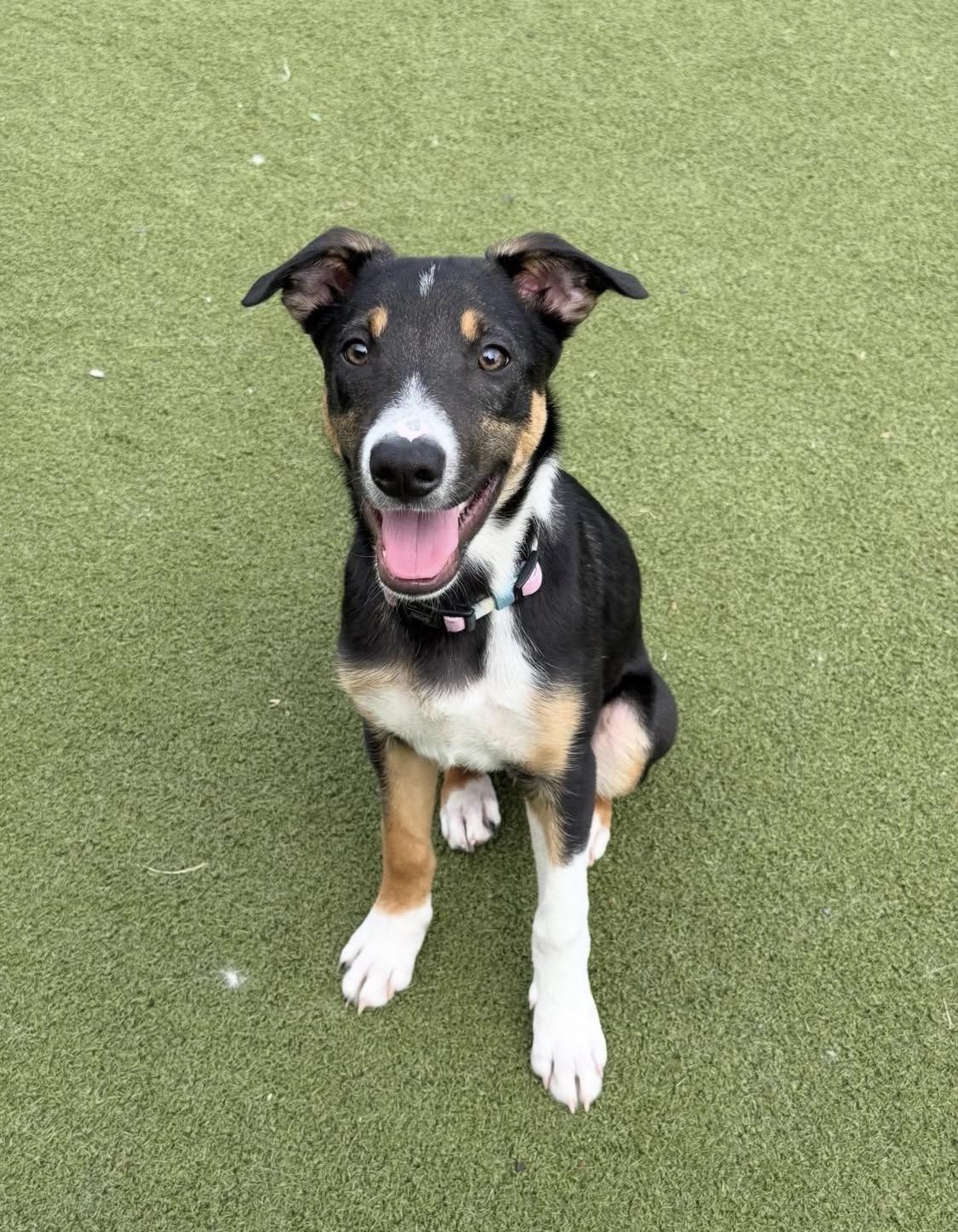 Seven , a ADOPTABLE Border Collie in South Amboy, NJ image 4/4