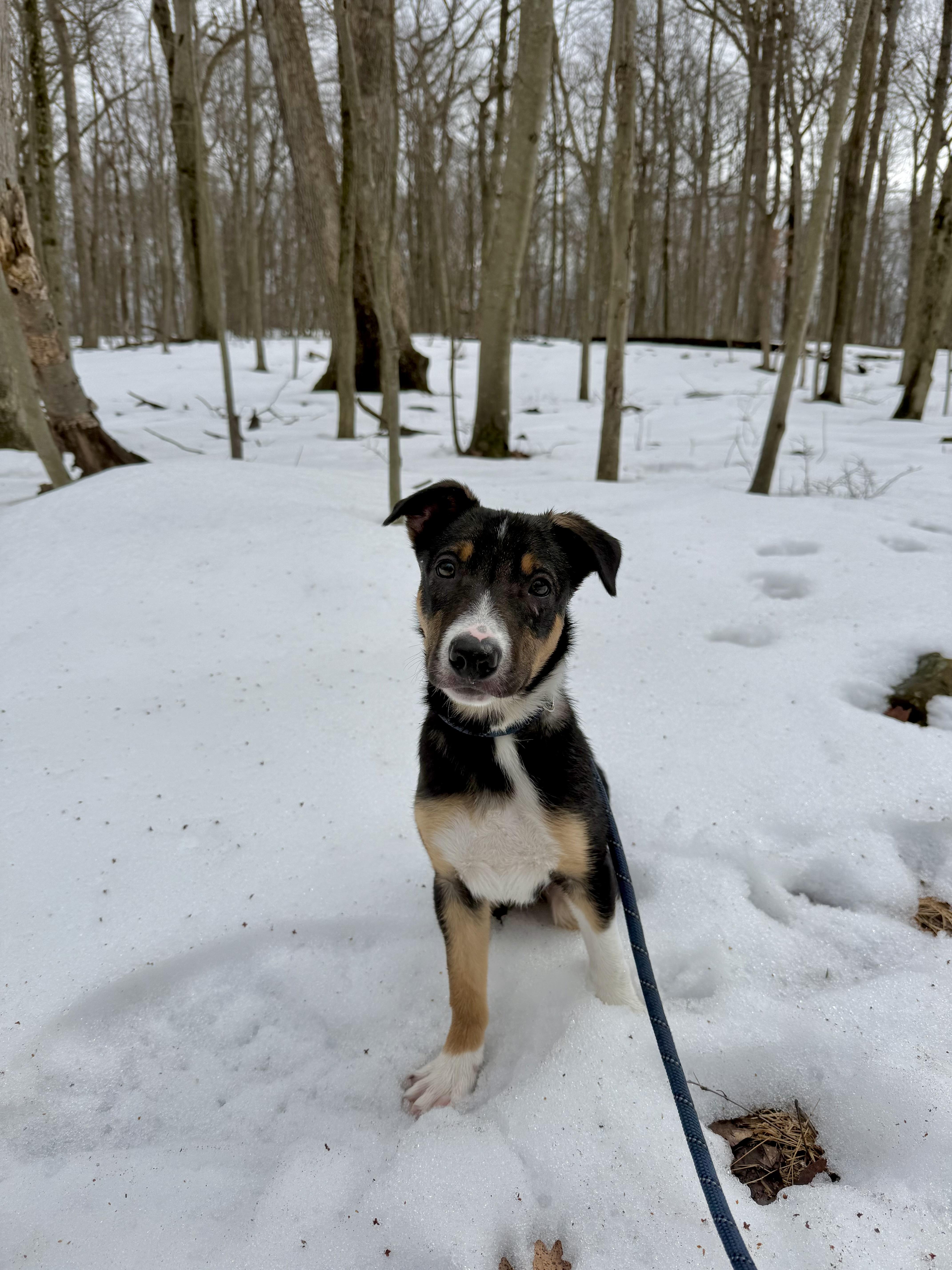 Seven , a ADOPTABLE Border Collie in South Amboy, NJ image 1/4
