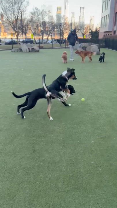 Enlarge Seven , a ADOPTABLE Border Collie in South Amboy, NJ video 3/4