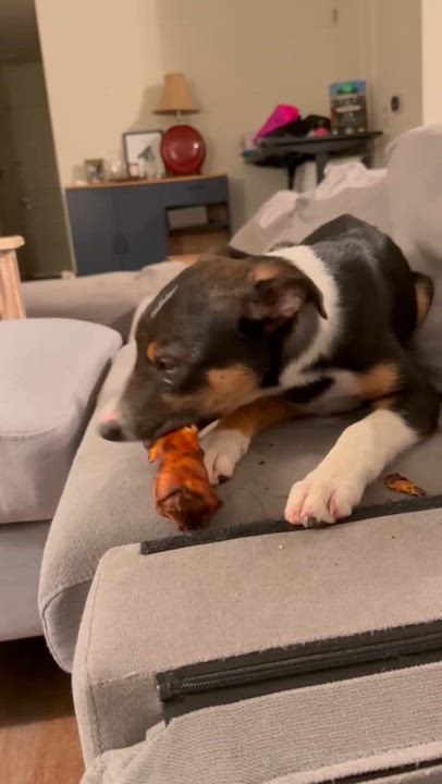 Enlarge Seven , a ADOPTABLE Border Collie in South Amboy, NJ video 2/4