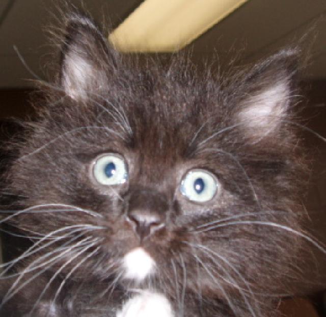 Enlarge Rookie, a Adopted mixed breed in Logan, UT image 1/1