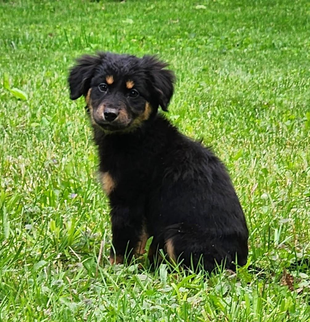 Charley, ADOPTABLE, Puppy Female Australian Shepherd.