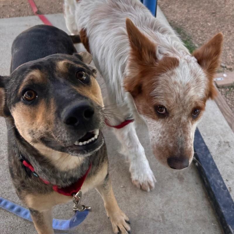 Enlarge Ferry, a Adoptable mixed breed in Fort Collins, CO image 2/6