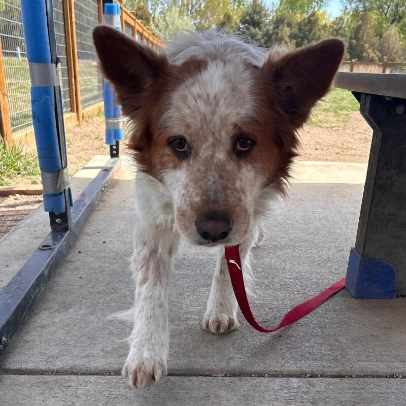 Enlarge Ferry, a Adoptable mixed breed in Fort Collins, CO image 3/6
