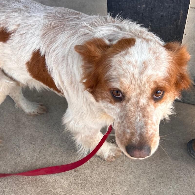 Enlarge Ferry, a Adoptable mixed breed in Fort Collins, CO image 4/6