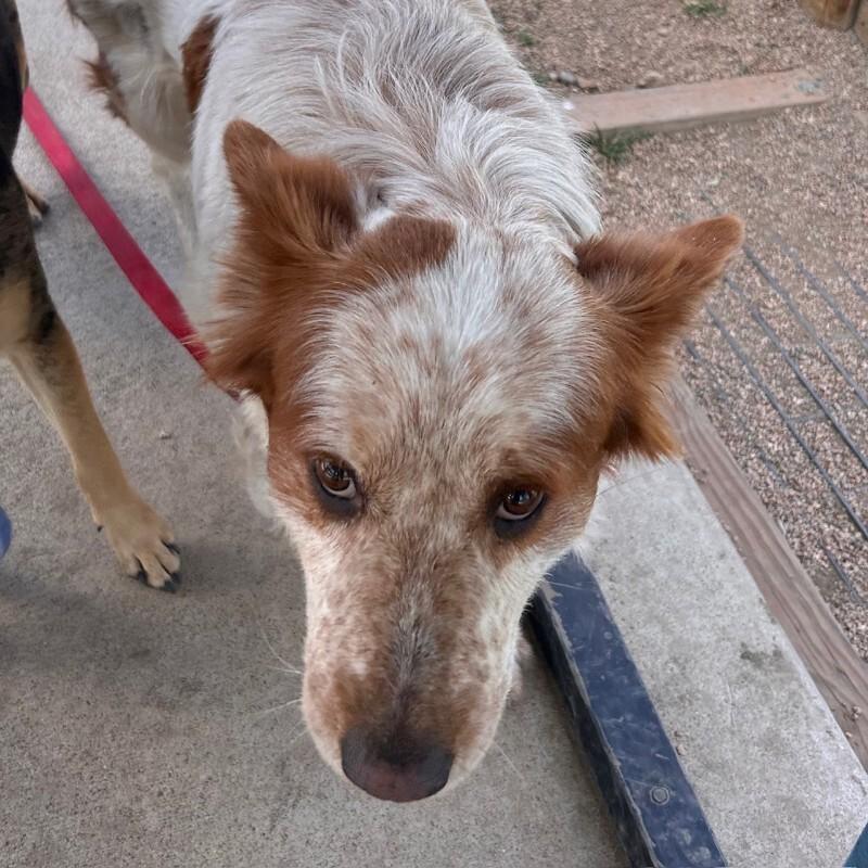 Enlarge Ferry, a Adoptable mixed breed in Fort Collins, CO image 5/6