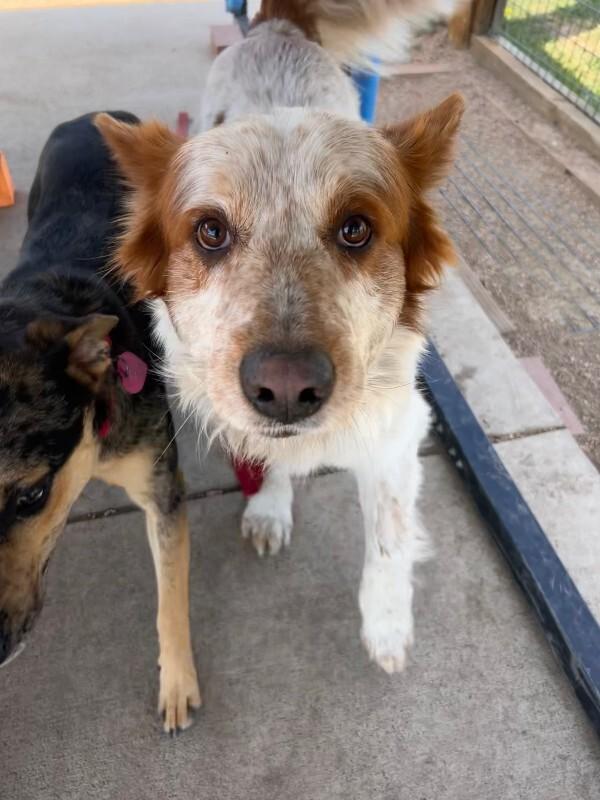 Enlarge Ferry, a Adoptable mixed breed in Fort Collins, CO image 6/6