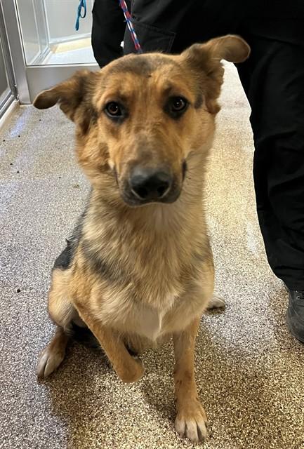 Enlarge RUSS, a Adoptable German Shepherd Dog in Blythe, CA image 1/1