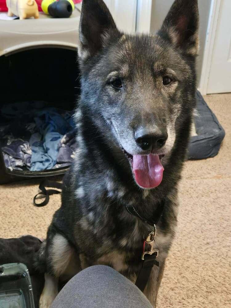Zeus, a Adoptable German Shepherd Dog in Suamico, WI image 1/4