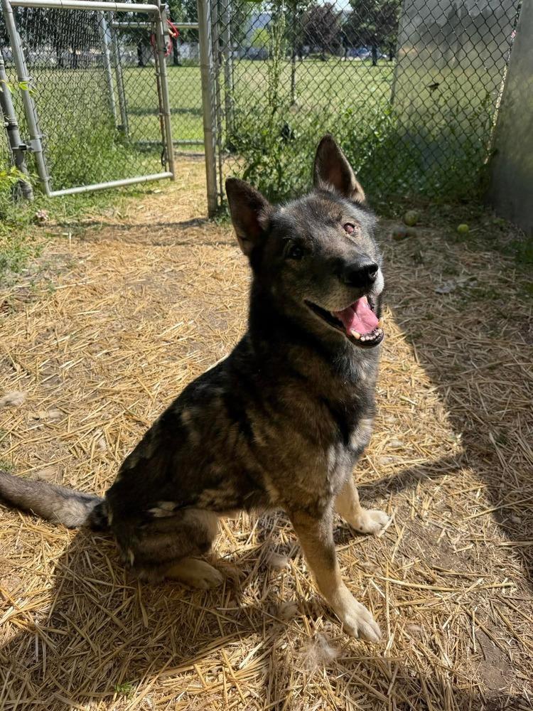 Enlarge Zeus, a Adoptable German Shepherd Dog in Suamico, WI image 1/2