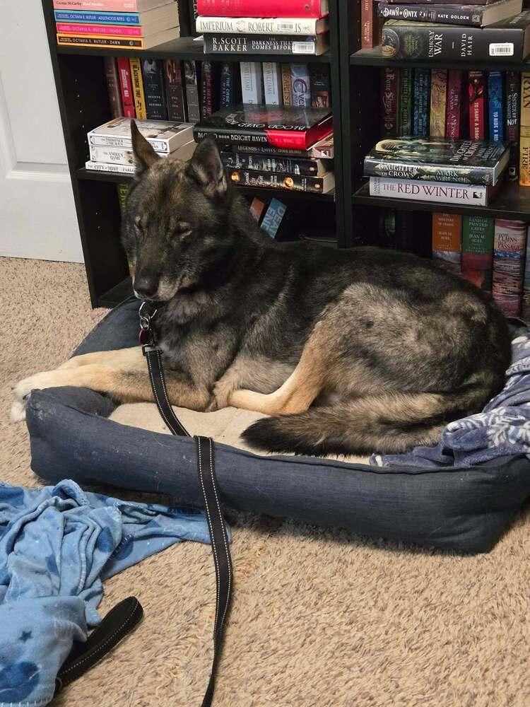 Zeus, a Adoptable German Shepherd Dog in Suamico, WI image 3/4