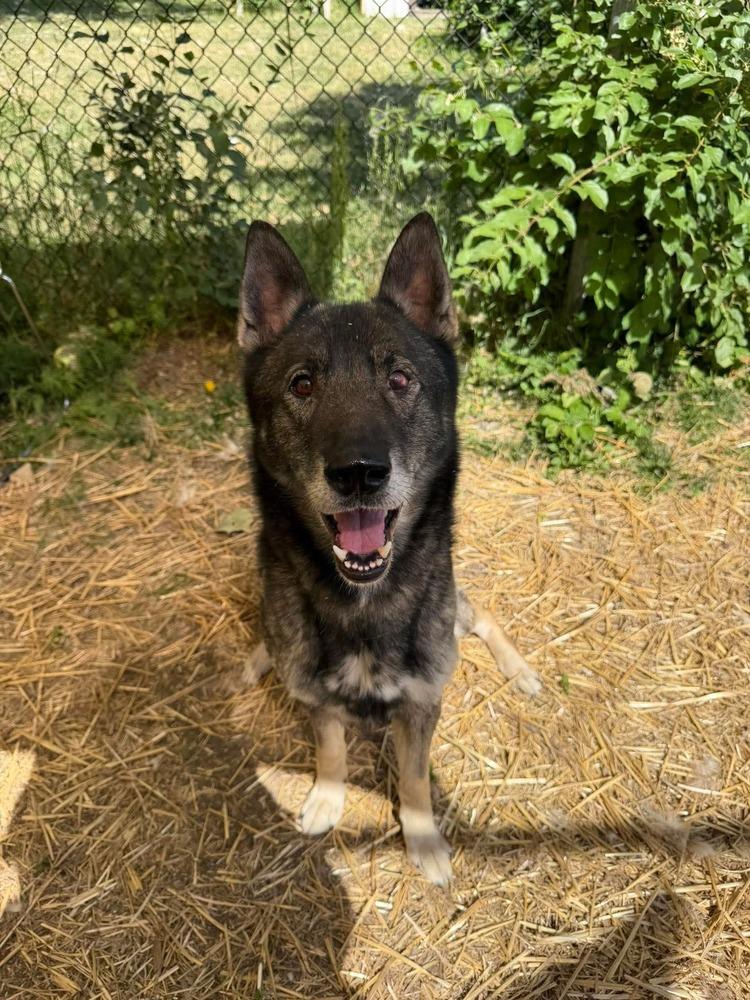 Enlarge Zeus, a Adoptable German Shepherd Dog in Suamico, WI image 2/2