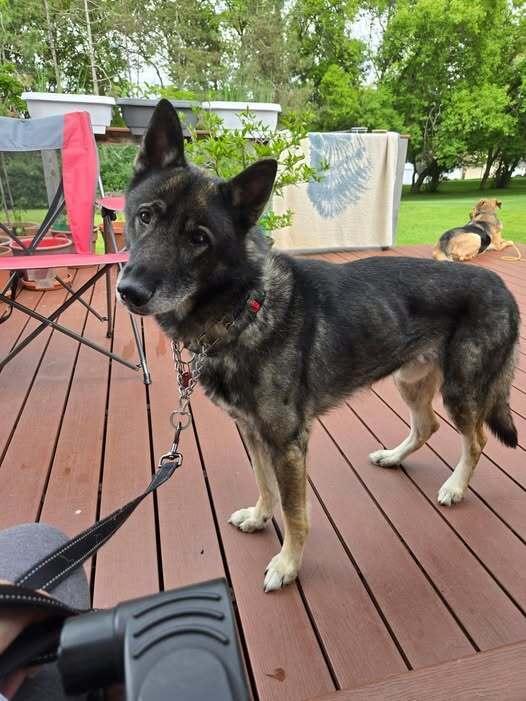 Zeus, a Adoptable German Shepherd Dog in Suamico, WI image 4/4