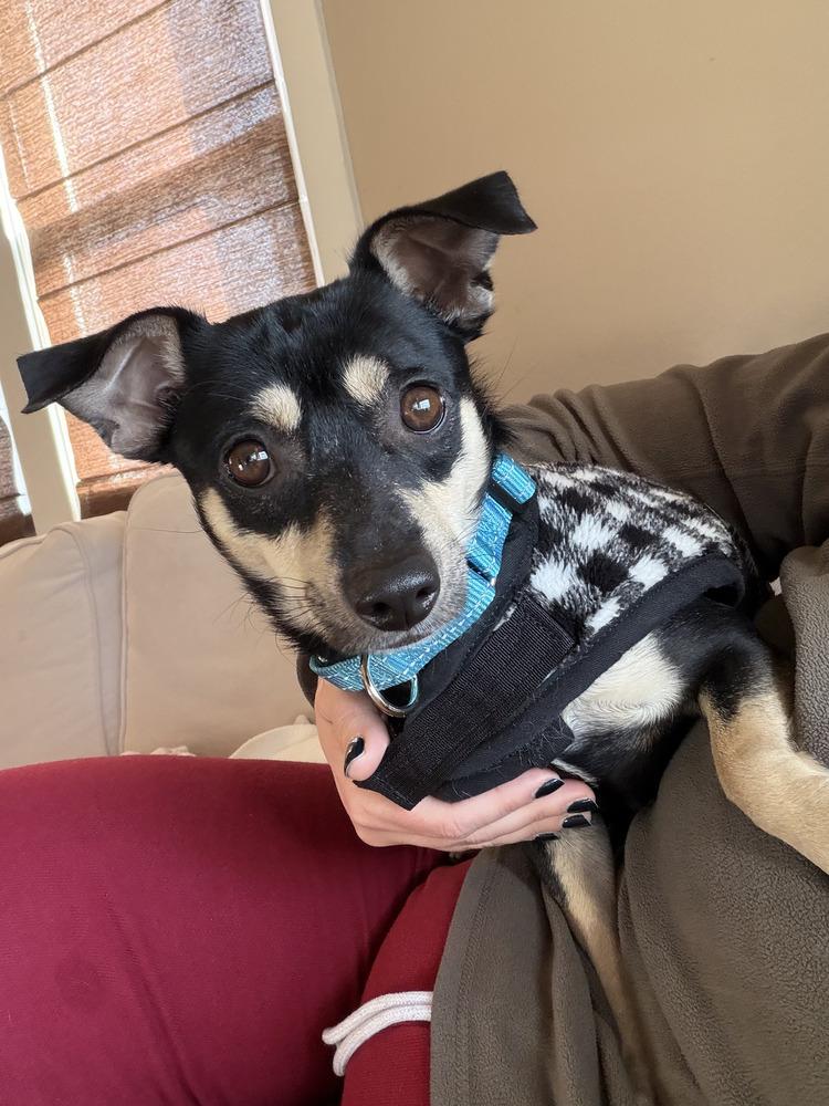 Licorice thumbnail 2