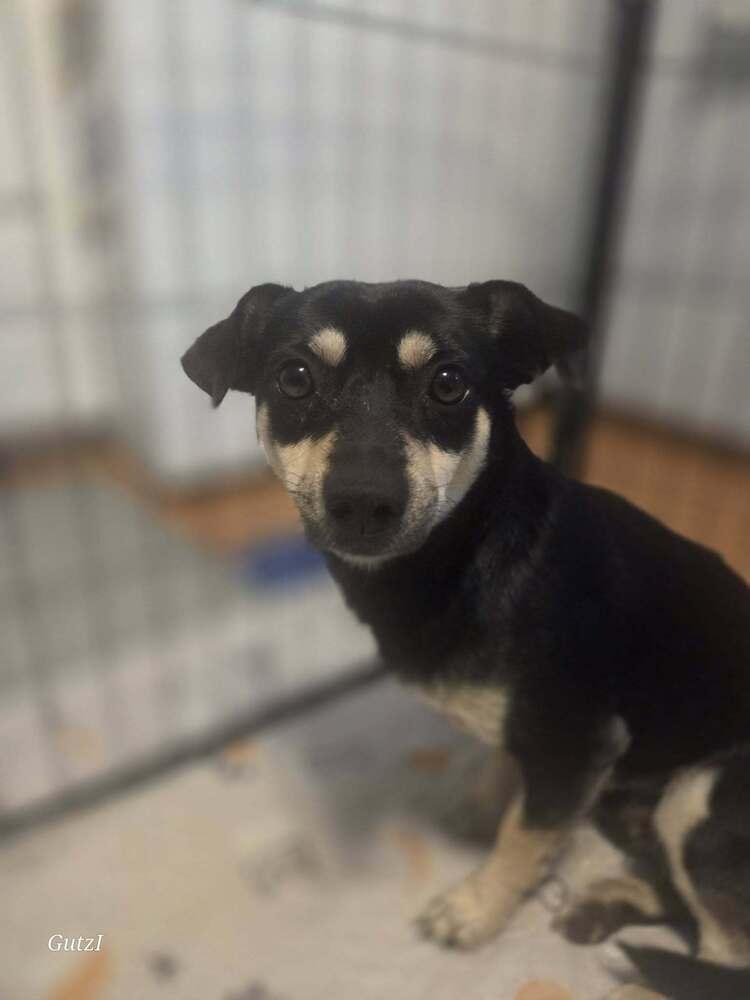 Licorice thumbnail 4