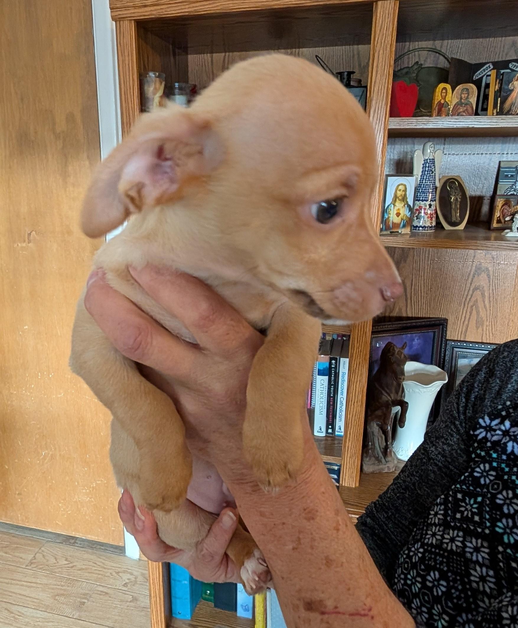 Charlie - PUPPY, ADOPTABLE, Puppy Male Chihuahua.