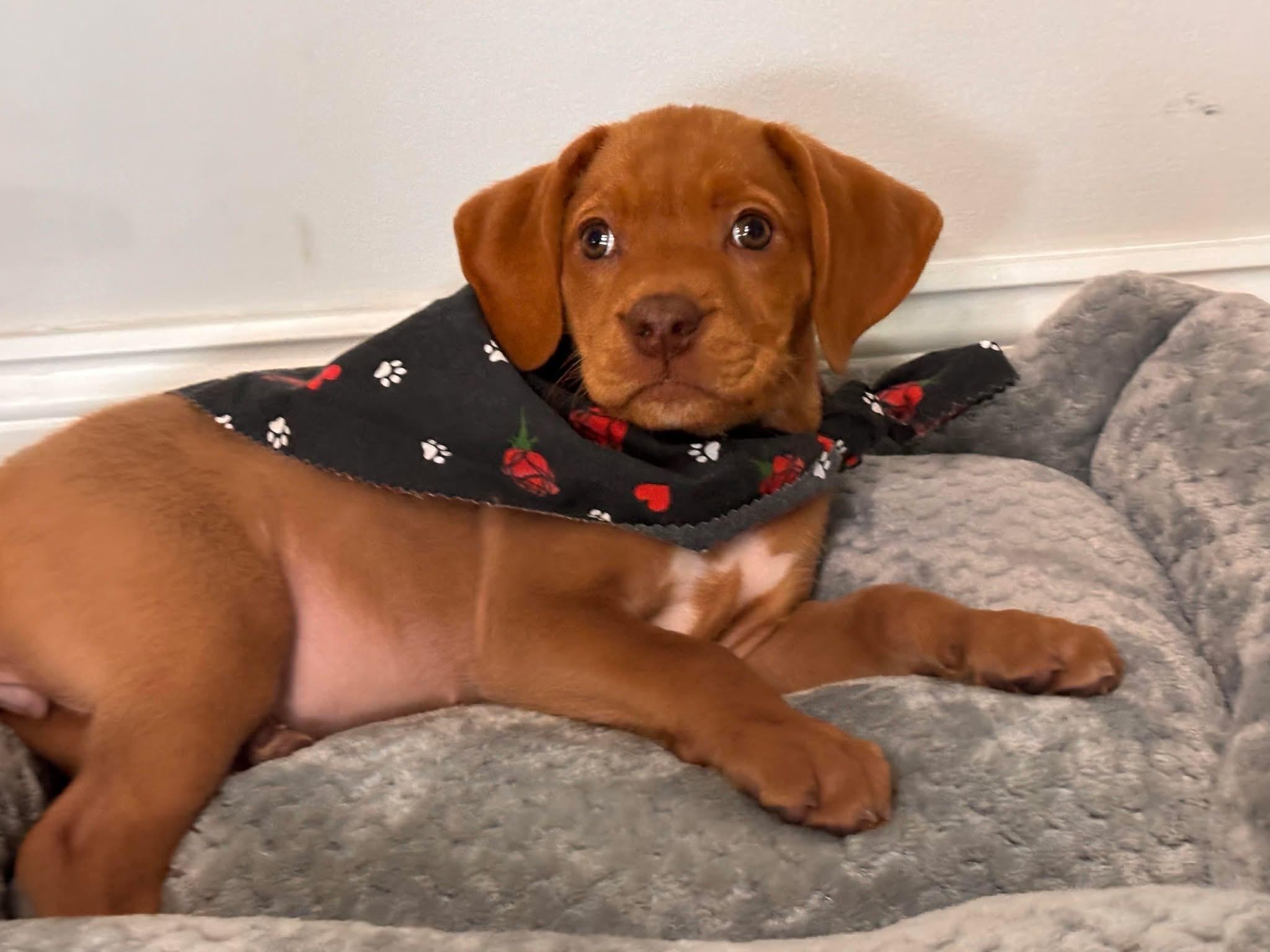 Penny, a ADOPTABLE Labrador Retriever in Collingswood, NJ image 4/4