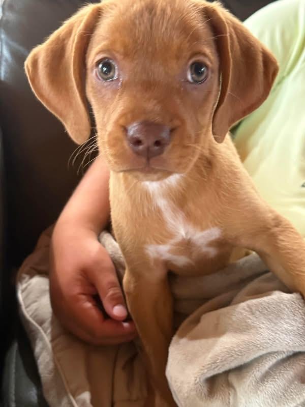 Penny, ADOPTABLE, Puppy Female Labrador Retriever.