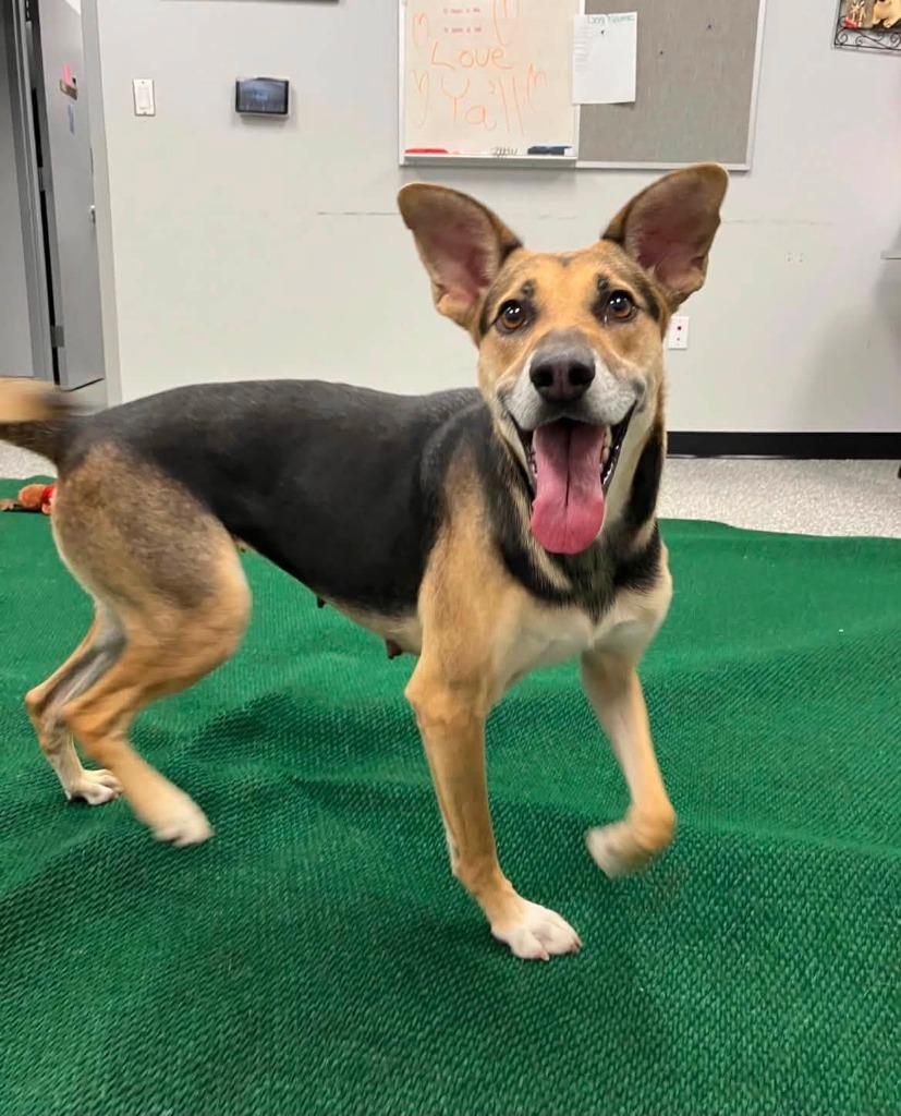 Lima, Adoptable, Young Female Mixed Breed.