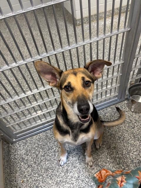 Enlarge Lima, a Adoptable mixed breed in Mustang, OK image 2/2
