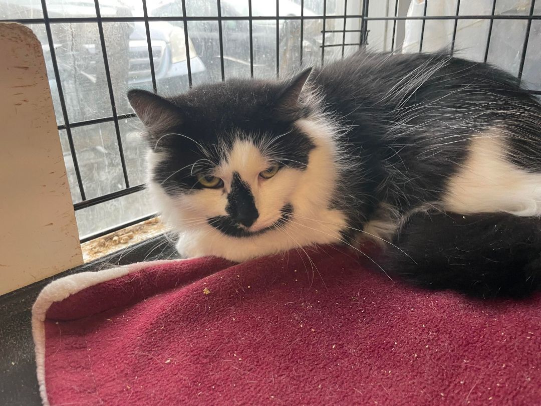 Donovan & Duane- BONDED PAIR, a Adoptable Domestic Long Hair in Woodstock, CT image 1/2