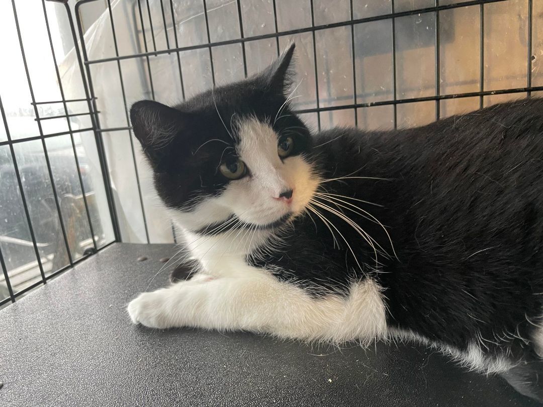 Donovan & Duane- BONDED PAIR, a Adoptable Domestic Long Hair in Woodstock, CT image 2/2