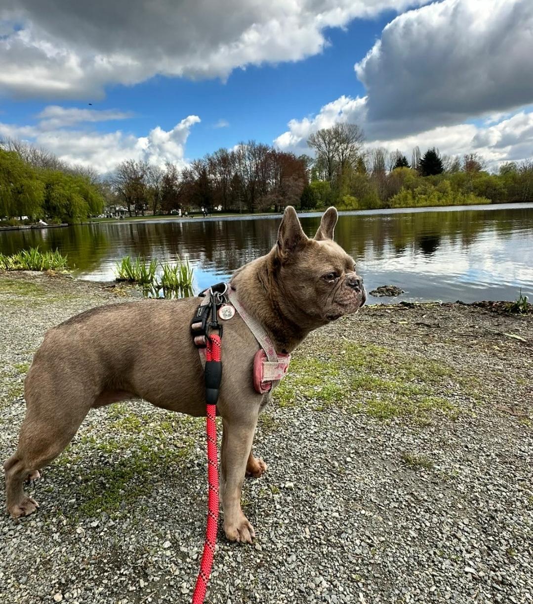 Enlarge Mishu, a ADOPTABLE mixed breed in Vancouver, BC image 2/2