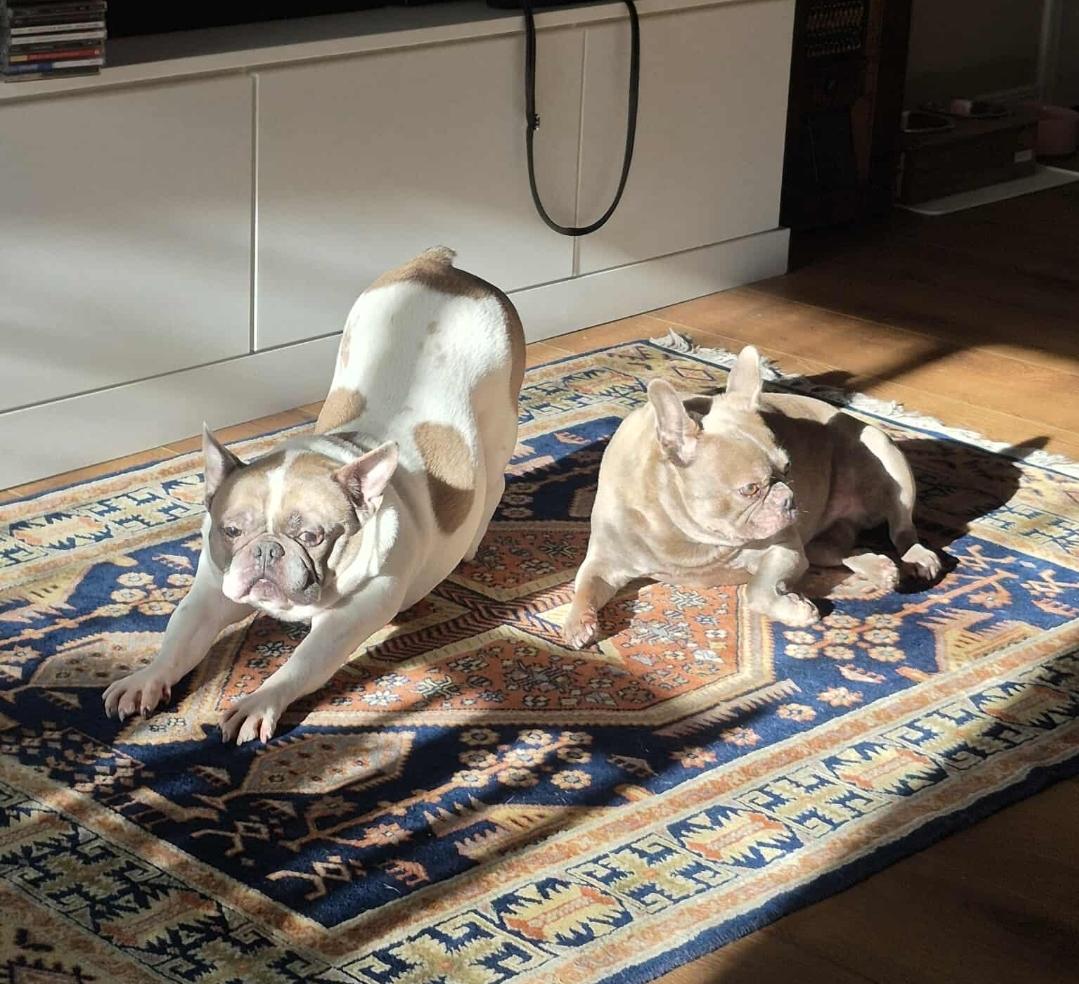 Mishu and Kobe , a ADOPTABLE French Bulldog in Vancouver, BC image 3/3