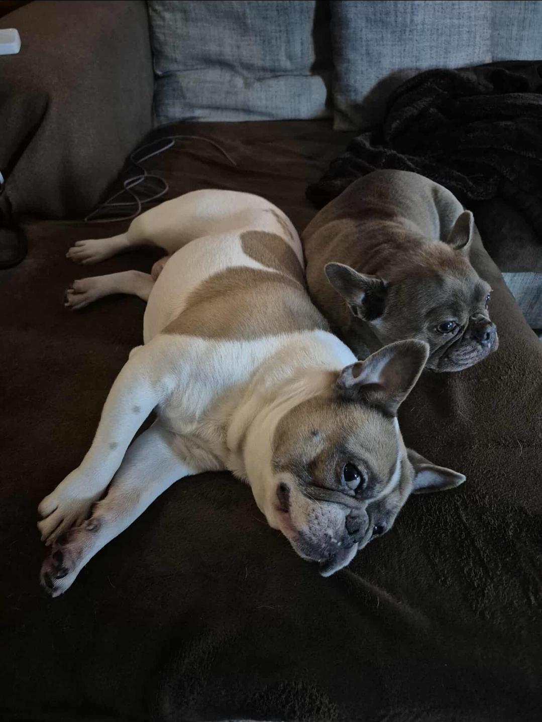 Mishu and Kobe , ADOPTABLE, Adult Male French Bulldog.