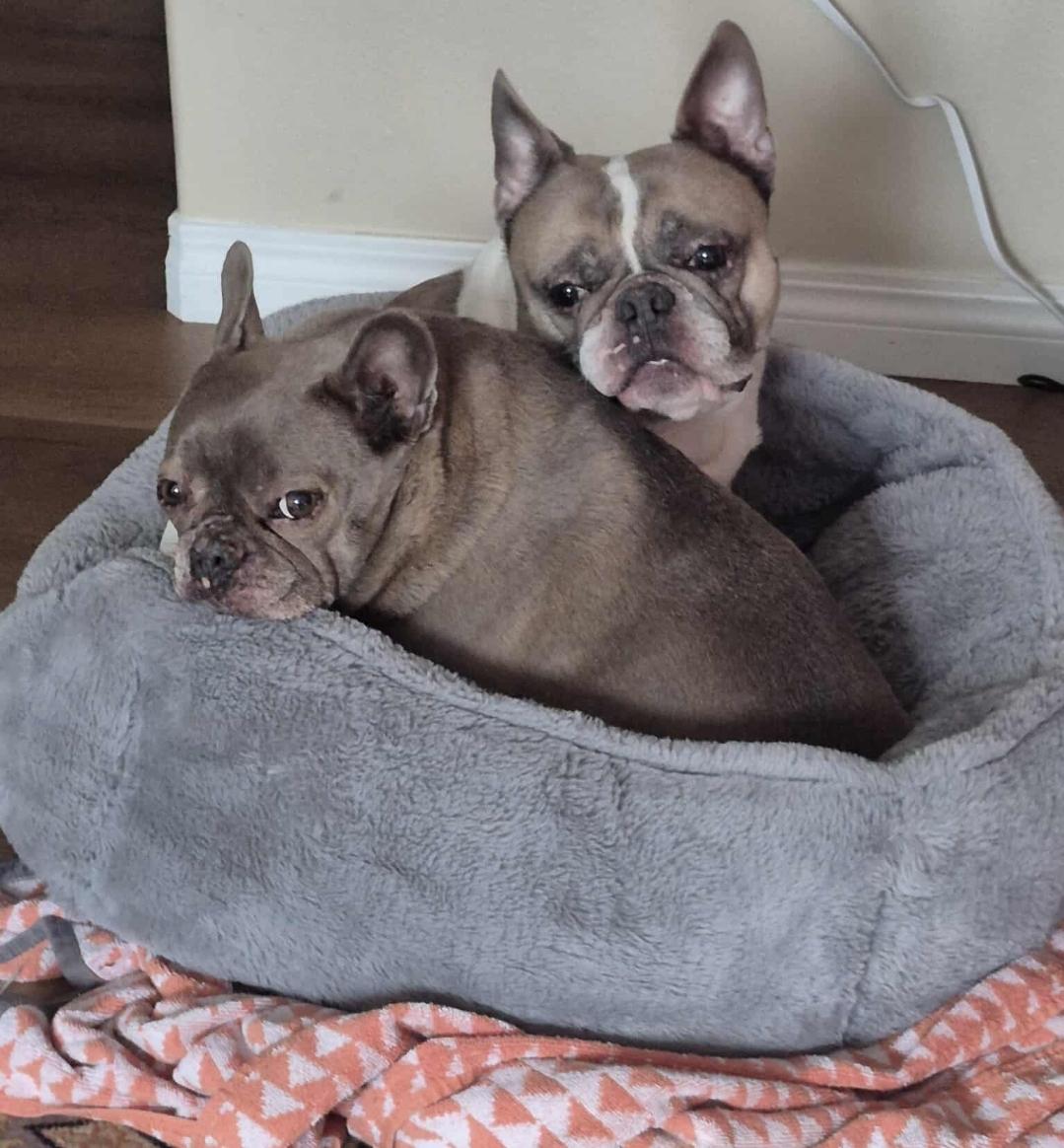 Mishu and Kobe , a ADOPTABLE French Bulldog in Vancouver, BC image 2/3