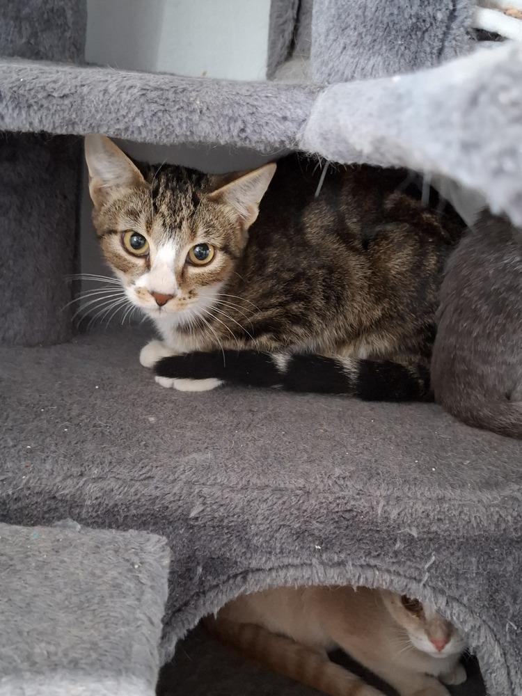 Lance, Adoptable, Kitten Male Domestic Short Hair.