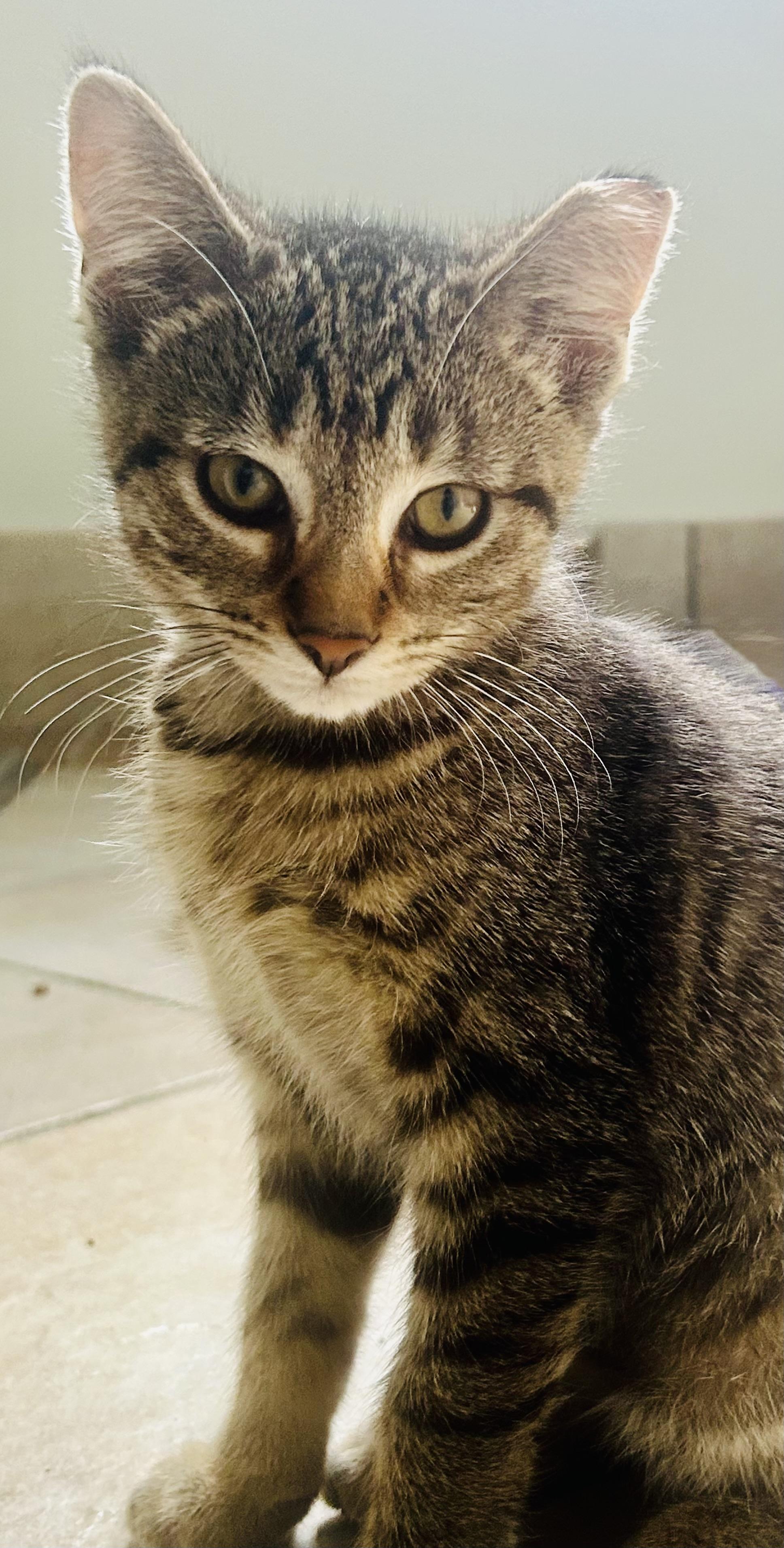 Emma, Adoptable, Kitten Female Domestic Short Hair.