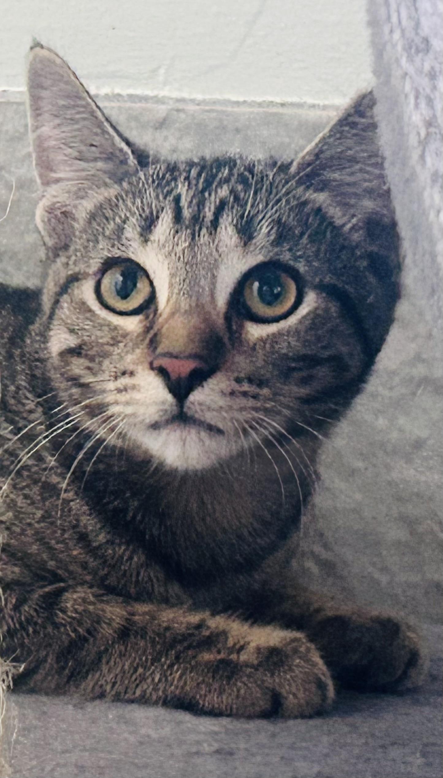 Emma, a Adoptable Domestic Short Hair in Troy, MI image 3/6