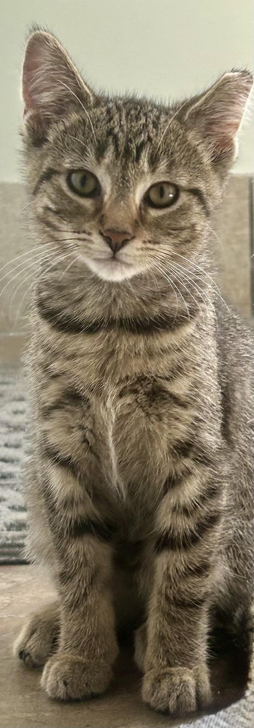 Emma, a Adoptable Domestic Short Hair in Troy, MI image 2/6