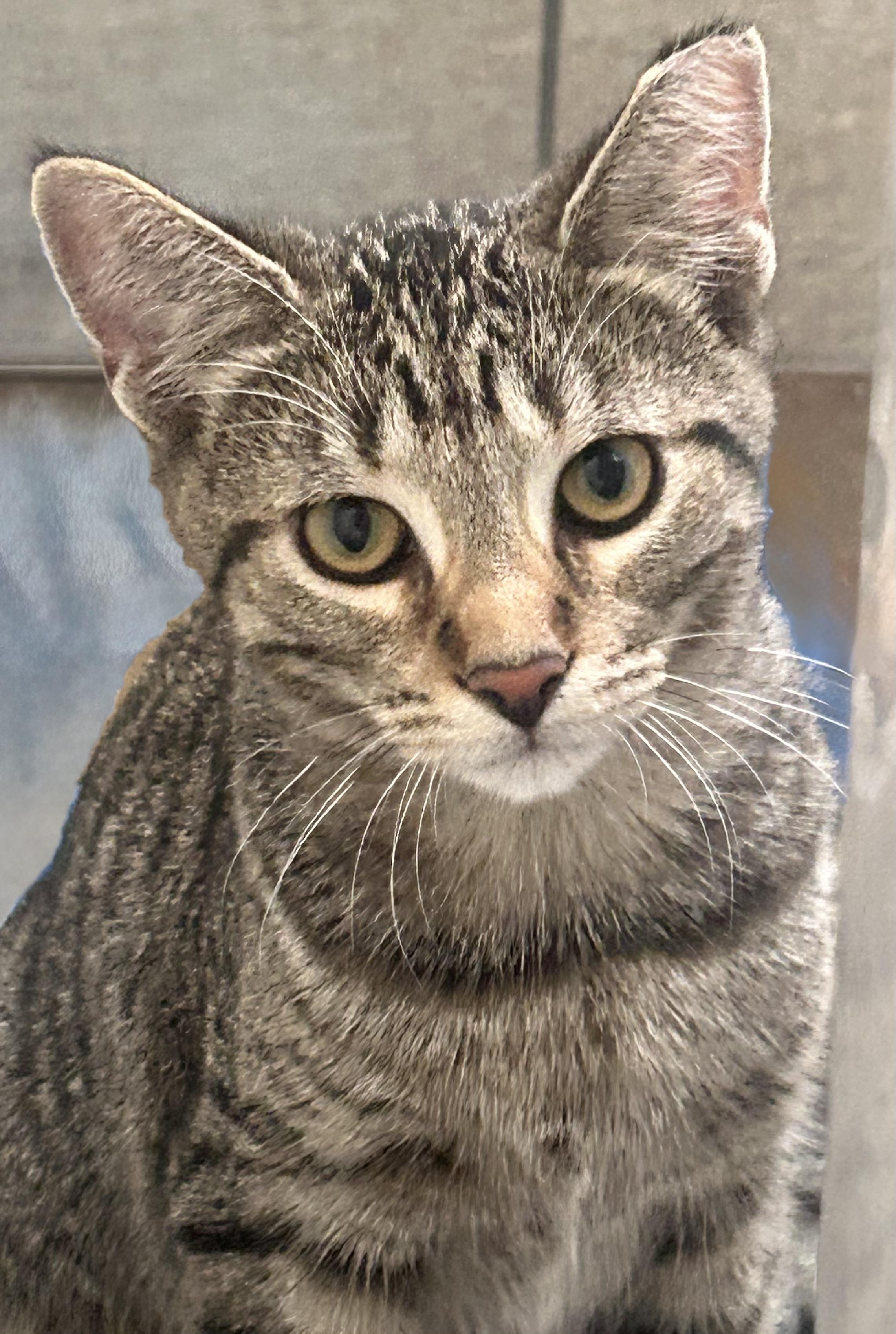 Emma, a Adoptable Domestic Short Hair in Troy, MI image 4/6