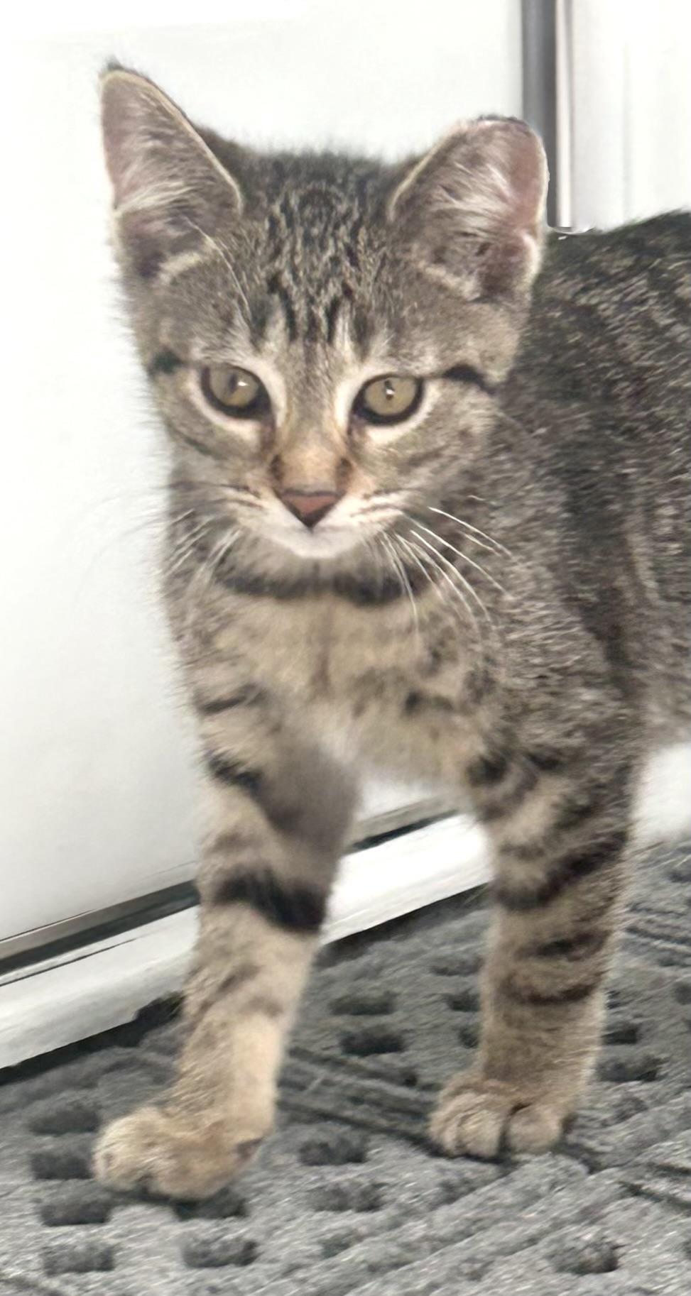 Emma, a Adoptable Domestic Short Hair in Troy, MI image 5/6