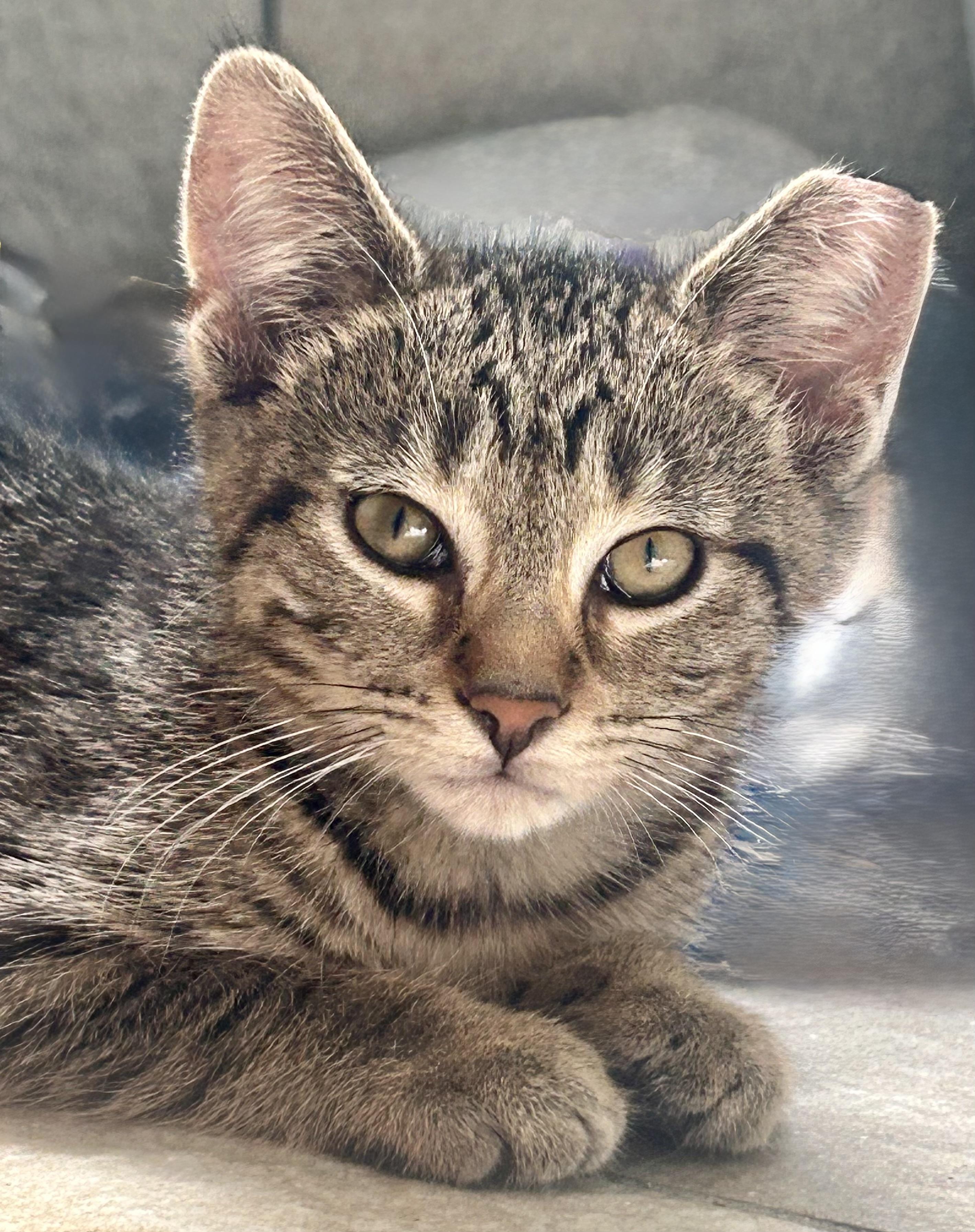 Emma, a Adoptable Domestic Short Hair in Troy, MI image 6/6