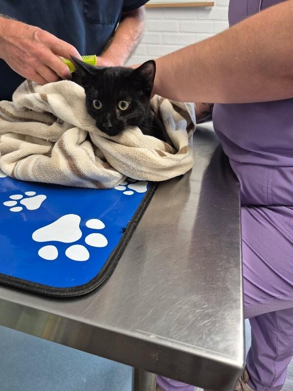 Cove, Adoptable, Young Male Domestic Short Hair.