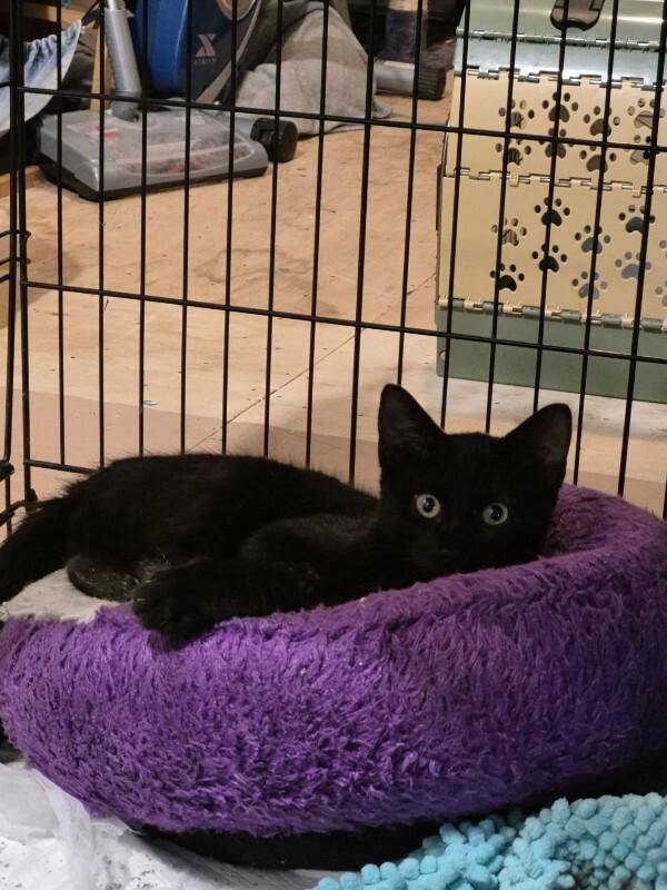Enlarge Cove, a Adoptable Domestic Short Hair in Athens, ON image 2/2