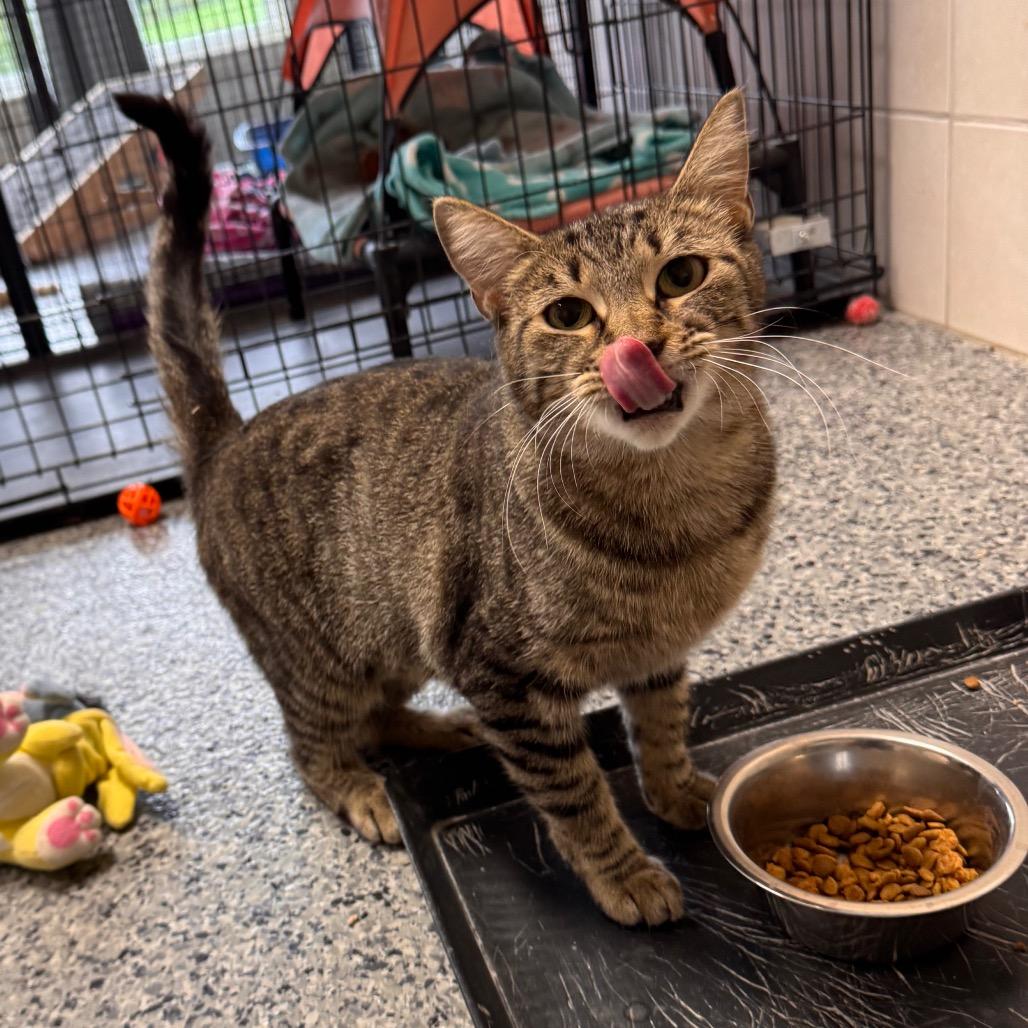 Chloe, Adoptable, Adult Female Domestic Short Hair.