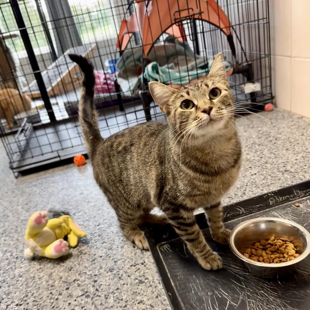 Enlarge Chloe, a Adoptable Domestic Short Hair in Mondovi, WI image 2/3