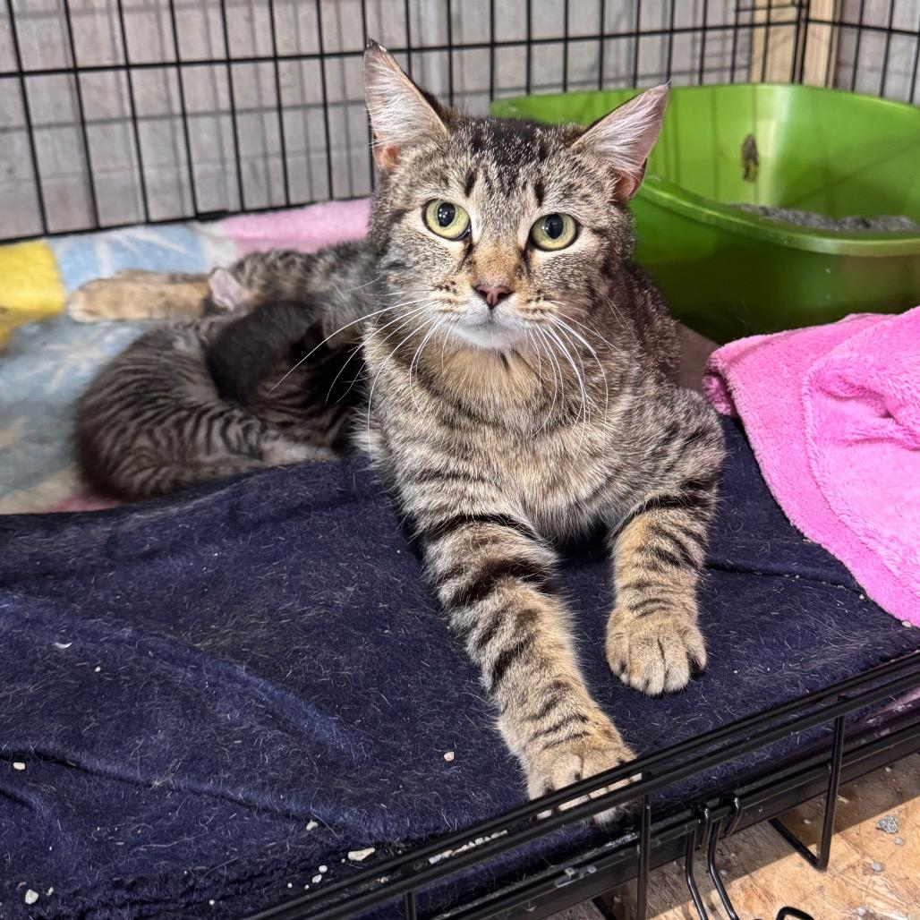 Enlarge Chloe, a Adoptable Domestic Short Hair in Mondovi, WI image 3/3