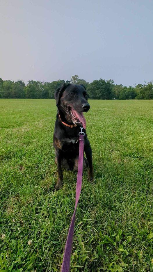 Granite, a Adopted mixed breed in Chicago, IL image 1/2