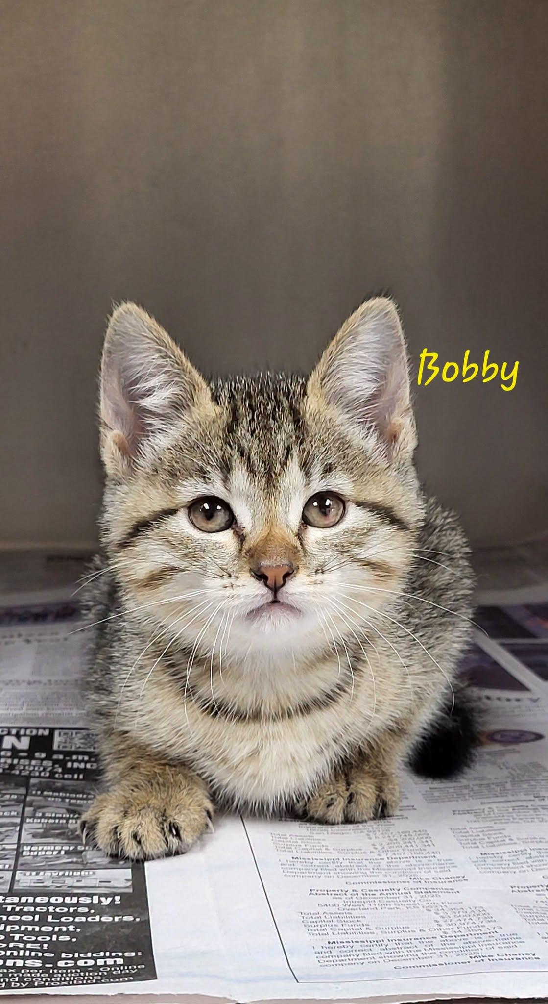Enlarge Bobby, an adopted Domestic Short Hair in Meridian , MS image 1/1