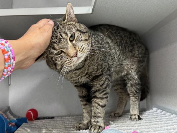 Enlarge Fasah, a Adoptable mixed breed in New York, NY image 1/1