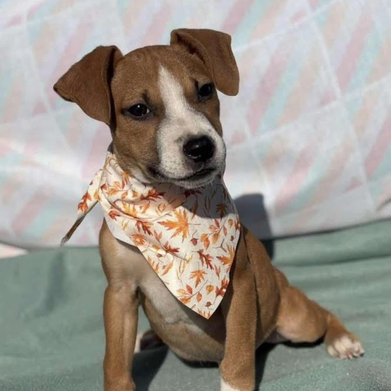 Bronco, a Adoptable Mixed Breed in Northwood, NH image 1/2