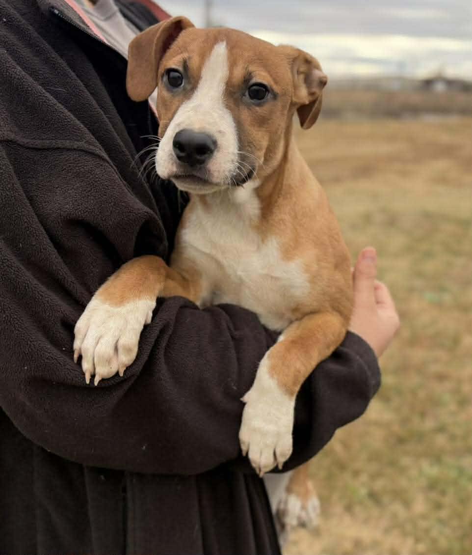 Bronco, a Adoptable Mixed Breed in Northwood, NH image 2/2