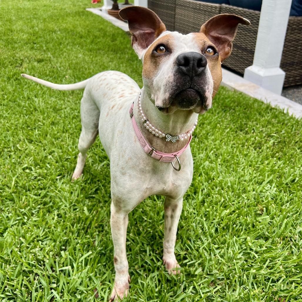 Enlarge Sprinkles, a Adoptable mixed breed in San Diego, CA image 1/6